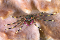   coloured crab lomboknikon d2x 60 macro  